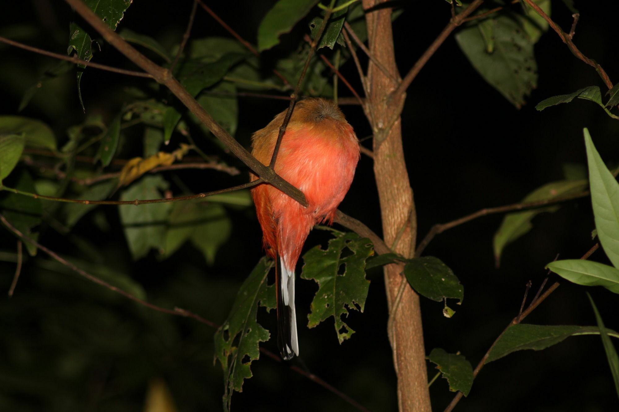 Borneo Natural Sukau Bilit Resort Εξωτερικό φωτογραφία